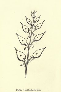 Puffia Leatherbellowsa by Edward Lear